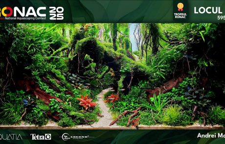 Tăcerea Pădurii (1)