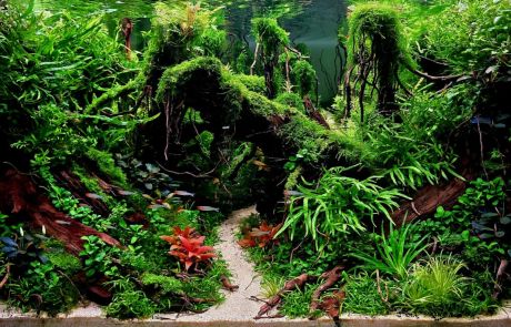 Tăcerea Pădurii (2)