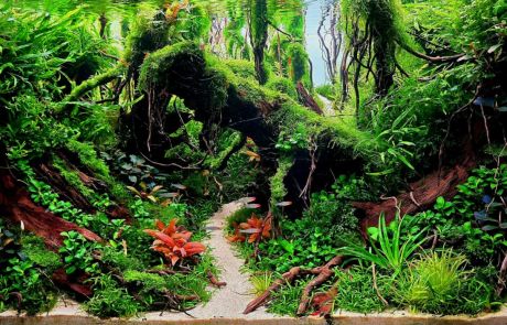 Tăcerea Pădurii (3)