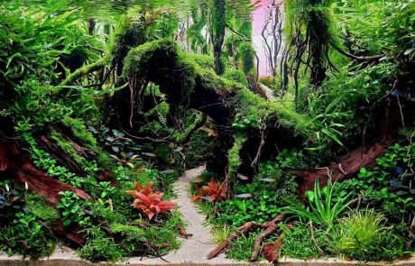 Tăcerea Pădurii (4)