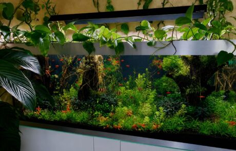 ! Forbidden Jungle (1)