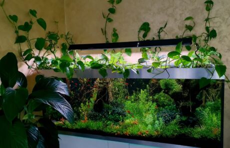 ! Forbidden Jungle (2)