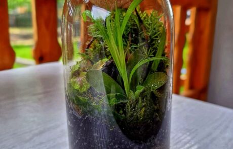 Micro Rainforest